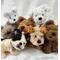 Floof of the Month Club, posable miniature dogs
