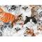a close up of the cat print