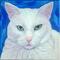 White cat 6x6 painting