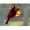 Cardinal Ornament in direct sunlight.