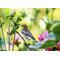 Giclee print of a female Blackburnian warbler perched on a flower stem in a dahlia garden that is available at Cove Creek Photography.