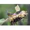 A giclee print of a colorful wood warbler perched on a fading sunflower and available at Cove Creek Photography as 5" x 7' and 8" x 10".
