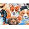a close of the different breeds of puppies