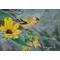 Goldfinch in Sunflowers Painting, "Rays of Sunshine"