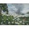 Butterfly and Daises Painting, "Spring May Flowers"