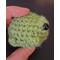 side view of an angry green frog