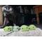 several frogs in varying shades of green with a black cat standing behind them