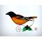 Baltimore Oriole on a light box- light on.