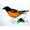 Baltimore Oriole on a light box- light on.