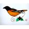 Baltimore Oriole on a light box- light on.