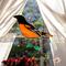 Baltimore Oriole In direct sunlight.