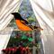 Baltimore Oriole In direct sunlight.