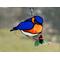 Bluebird suncatcher in direct sunlight.