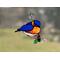Bluebird suncatcher in direct sunlight.