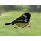 Chickadee Suncatcher in direct sunlight.