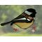Chickadee Suncatcher in direct sunlight.