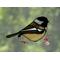 Chickadee Suncatcher in direct sunlight.