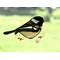 Chickadee Suncatcher in direct sunlight.