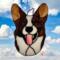 Cardigan Welsh Corgi in Brindle and White.