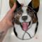 Cardigan Welsh Corgi shown being held for size reference.