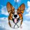 Cardigan Welsh Corgi in Red and White.