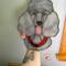 Poodle Stained Glass Suncatcher- being held for size reference.