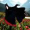 Scottish Terrier- Scottie- Stained Glass Suncatcher