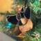 German Shepherd Ornament shown hanging in Christmas Tree.