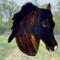 Morgan Horse- Bay with snip face marking.