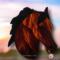 Morgan Horse- Bay