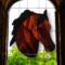 Morgan Horse- Bay