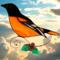 Baltimore Oriole In direct sunlight.