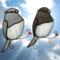Junco Suncatchers in direct sunlight- light gray and dark gray glass with white glass Juncos.