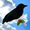 Crow Stained Glass Suncatcher by Robin C. Hary- made of black glass with lampworked sunflower and copper wire accents.