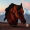 Morgan Horse Suncatcher by Robin C. Hary- show in  Bay.