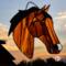 American Saddlebred by Robin C. Hary- Shown in Dun with snip marking.