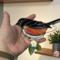 Eastern Towhee Stained Glass Suncatcher by Robin C. Hary- shown being held for size reference.
