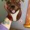 American Staffordshire Terrier Suncatcher shown in Fawn being held for size reference. Approx. 9" x 8".