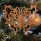 Handcrafted Victorian Style Wooden Fretwork Butterfly Christmas Tree Ornament Made Inn USA