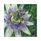 Closeup of a Passion Flower