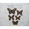 Scrapbook die cut butterflies, Wonderful Wings, black and tan