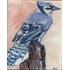 Blue jay