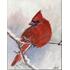 Red Cardinal