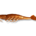 Shrimp lure by MasterBait Co