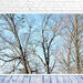 Naked Trees dance against a soft blue sky in this happy, dancing tree skeletons photo