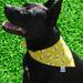 Black Bees on Bright Sunny Yellow are showcased in this bandana.  From little dogs that are x-small to the big doggos at x-large we have you covered.  Even better this bandana is adjustable and reversible!