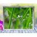 Two blades of grass gently hold hands as they support a drop of dew in this soothing, peaceful, nature print with poem-Holding Hands by The Poetry of Nature