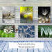Dandelions I - Greeting Card Collection by The Poetry of Nature