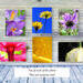 Spring Flowers - Colorful, botanical, greeting cards with poems by The Poetry of Nature – boxed set, bakers dozen.