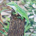 closeup of anole painting